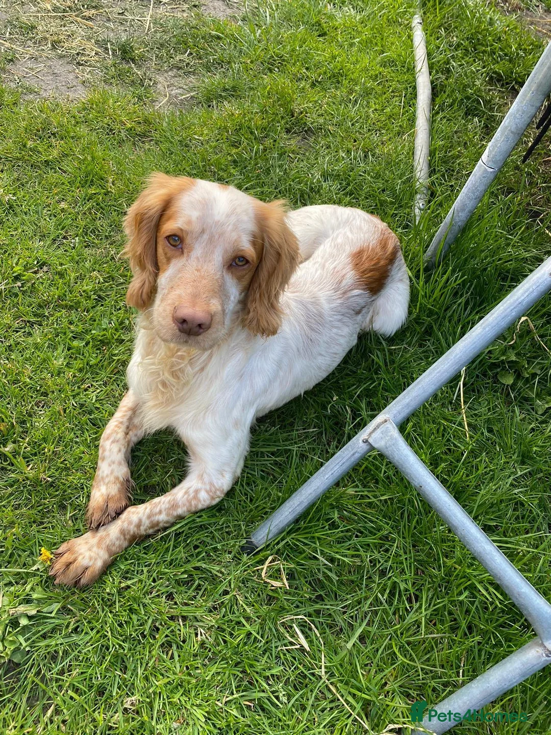 Cocker Spaniel dogs for sale: Cocker Spaniel Puppies Ready Now - Advert 13