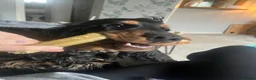 Cocker Spaniel dogs for sale: Show bred cocker spaniel - FOREVER HOME ONLY!  in Leeds - Advert 31