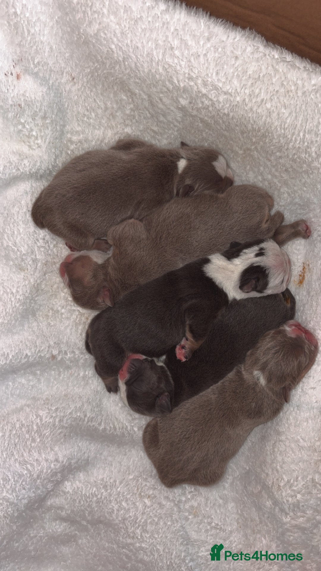 English Bulldog dogs for sale: BRITISH BULLDOG MALE/FEMALE - Image 18