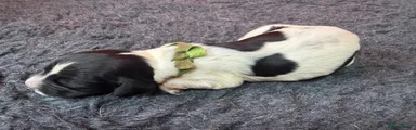 Lime Green, Black & White Dog 