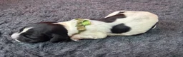 English Springer Spaniel dogs for sale: KC Reg - L&W B&W *Docked&Vetted* 7 Dogs available  - Advert 9