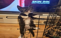 Mixed Breed cats for sale: 4 sweet little kittens Ready for a New Home  - Image 6
