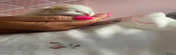 Mixed Breed cats for sale: Beautiful kittens  - Advert 6