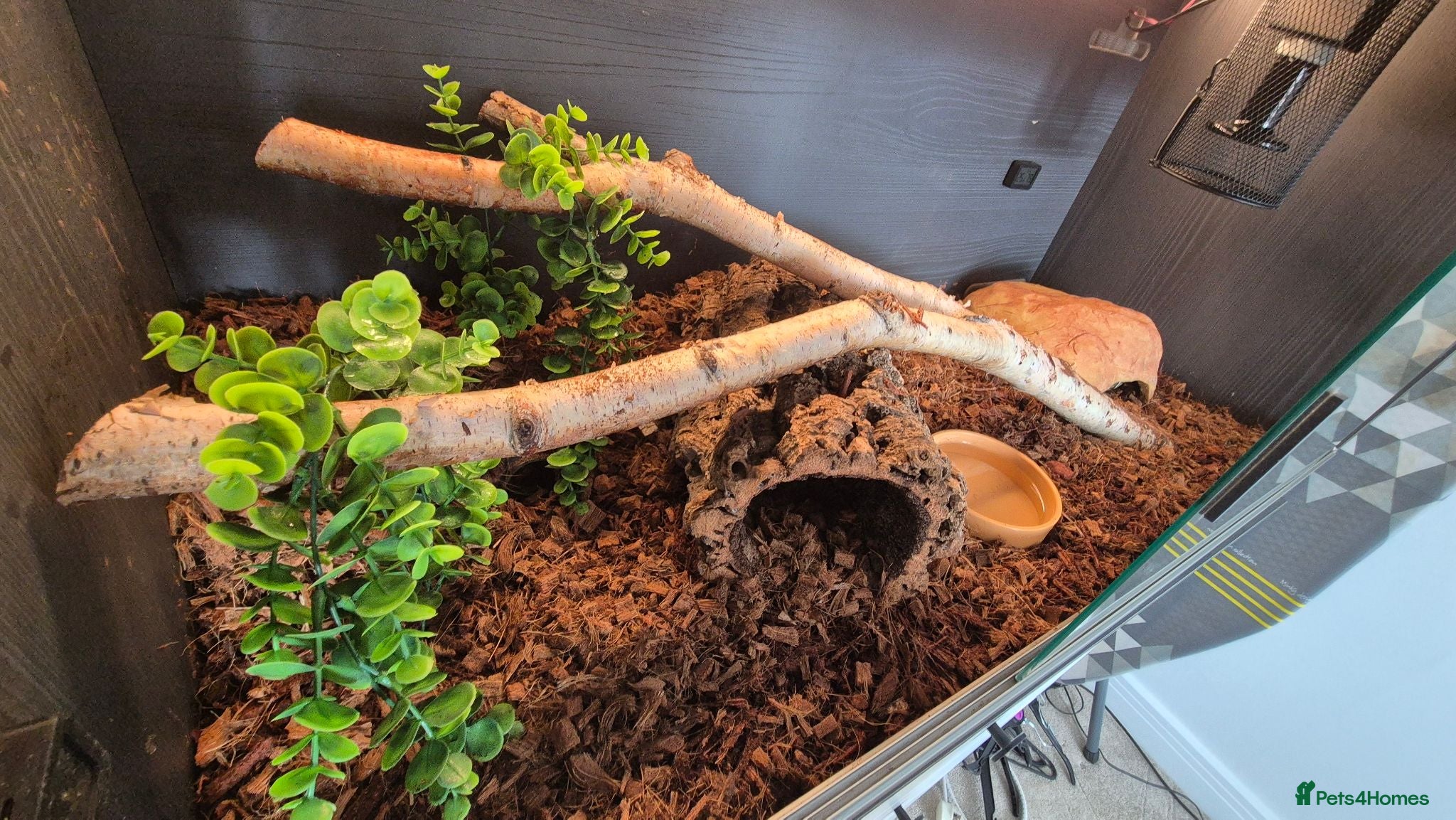 Python Snake reptiles Beautiful ball phyton 18 months old  - Advert 2
