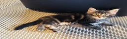 Maine Coon cats for sale: Maine coon MIX kittens  - Advert 11