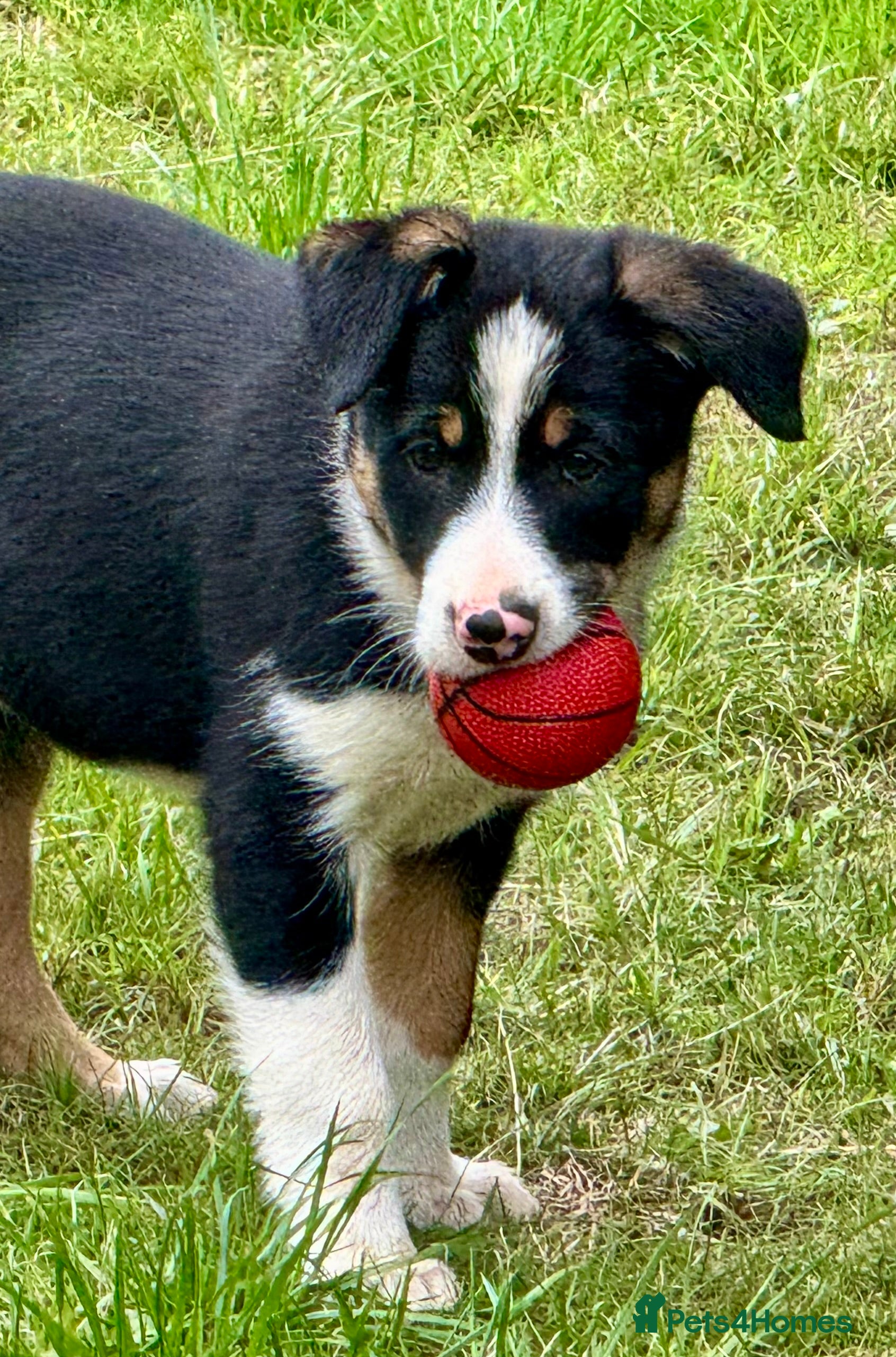 Border Collie dogs Gorgeous Collie Pups Mum ISDS Registered - Advert 10