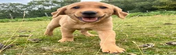 Labrador Retriever dogs for sale: Gorgeous fox red Labrador female puppies - Advert 12