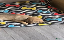 Mixed Breed dogs for sale: 1Boy Left German Shepherd Staffy Dogue de Bordeaux - Image 10