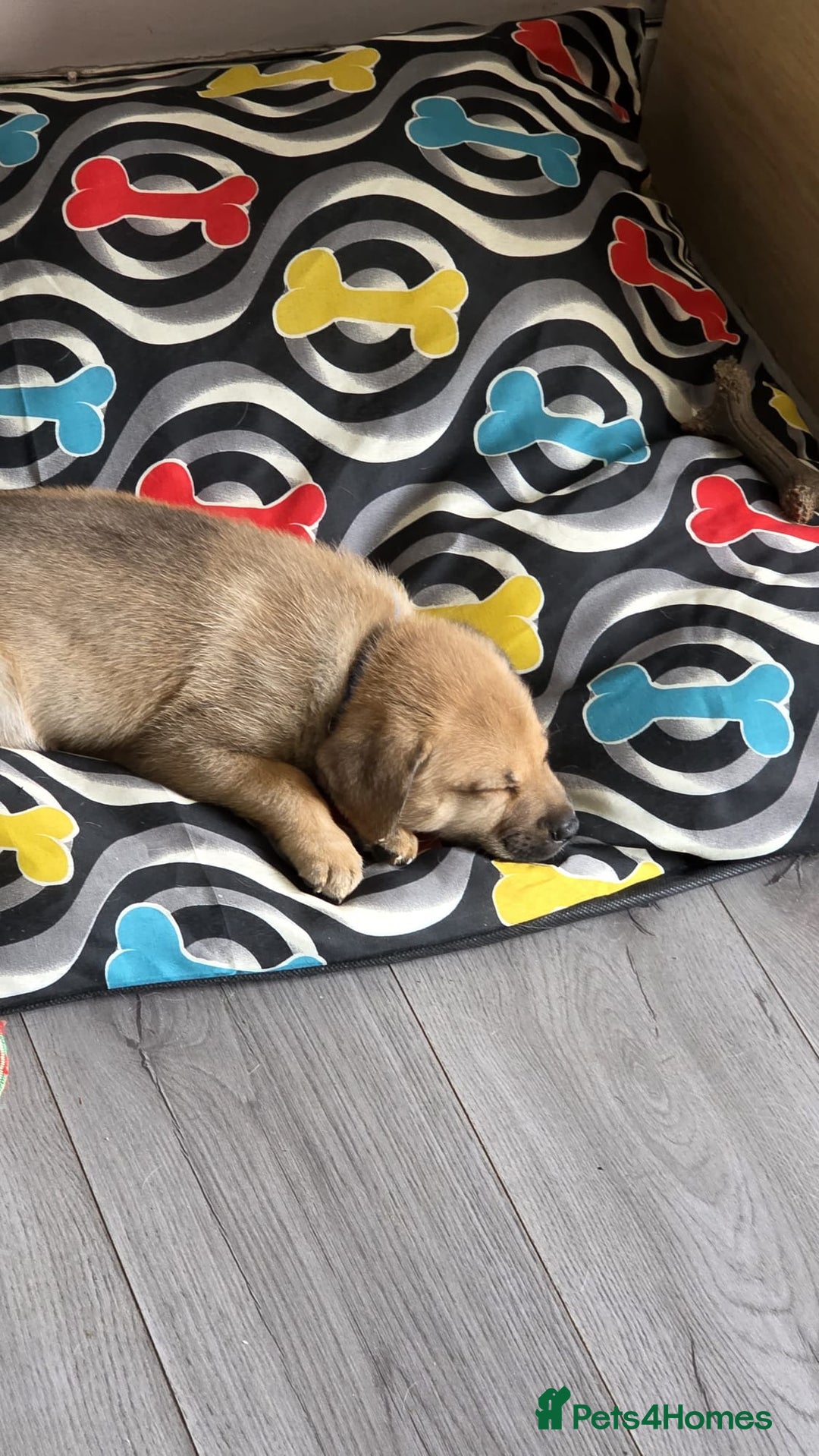 Mixed Breed dogs for sale: 1Boy Left German Shepherd Staffy Dogue de Bordeaux - Image 10