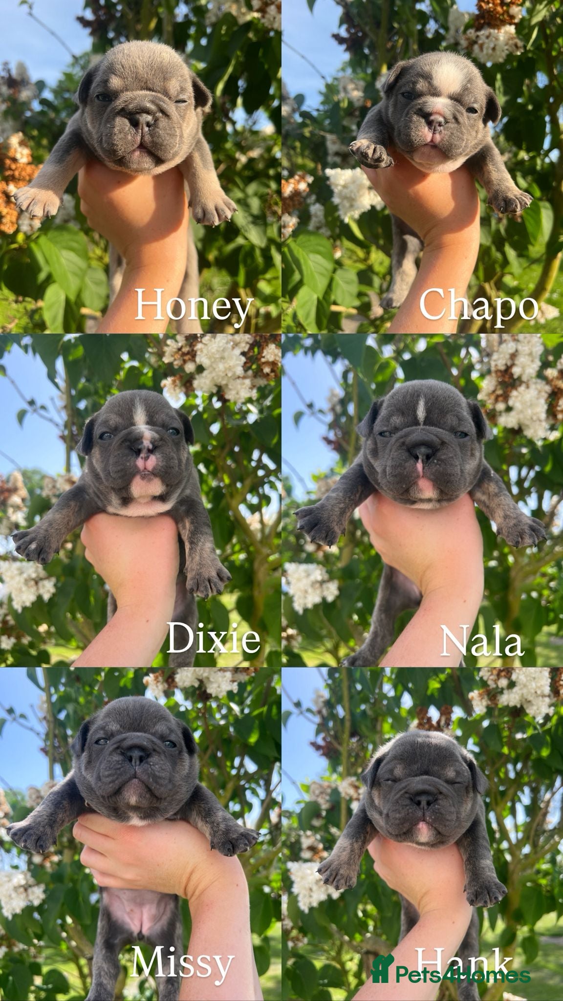 Mixed Breed dogs Stunning Merle French x English Bulldog puppies - Advert 1
