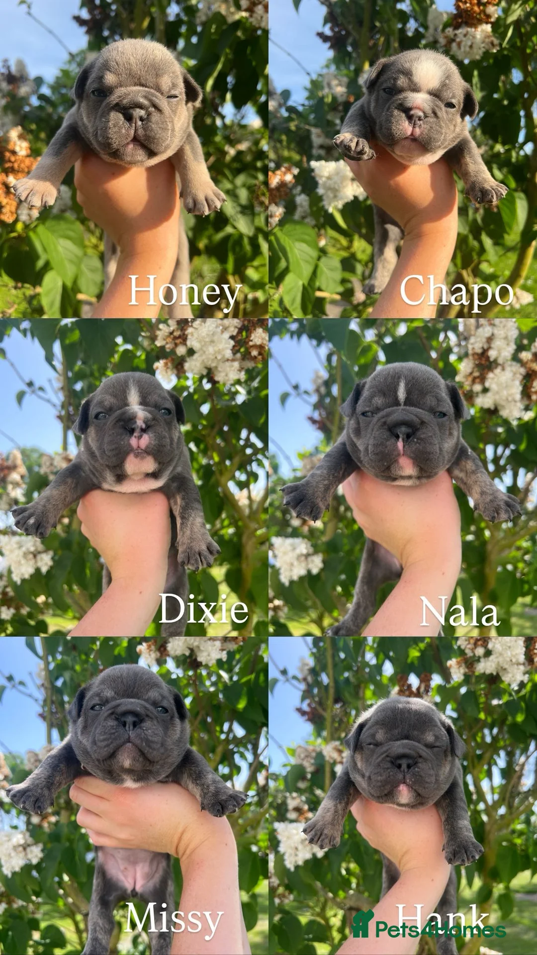 Mixed Breed dogs for sale: Stunning Merle French x English Bulldog puppies - Advert 1