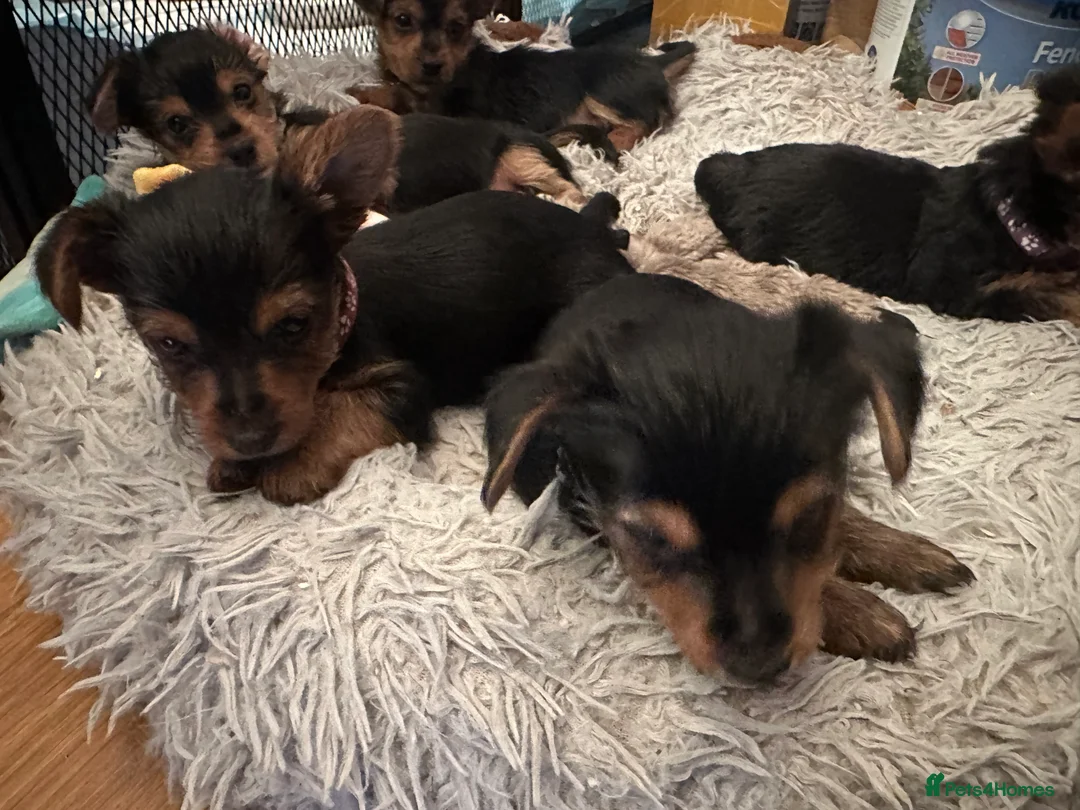 Yorkshire Terrier dogs for sale: 4 lovely DL registered Yorkie puppies  in Chatham - Advert 2