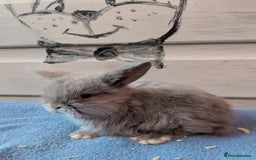 Mini Lop rabbits for sale: ❤️🐰Mini lop bunnies🐰❤️ - Image 6