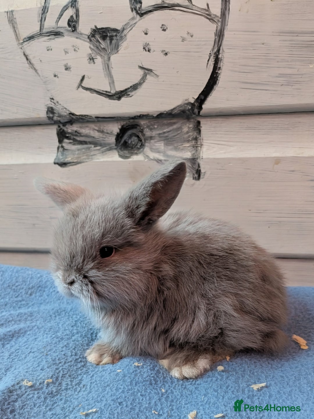 Mini Lop rabbits for sale: ❤️🐰Mini lop bunnies🐰❤️ - Image 6
