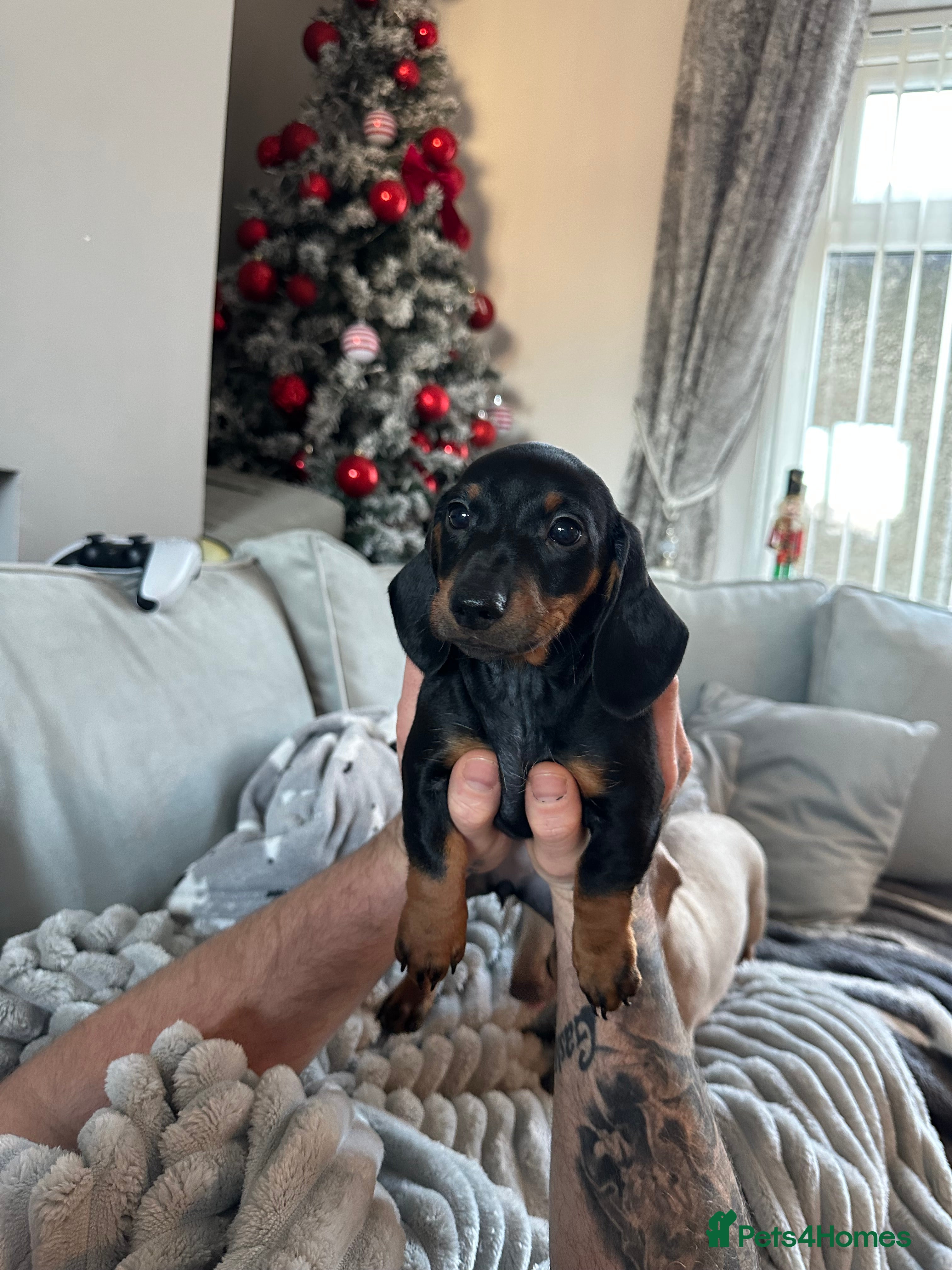 Dachshund dogs Dachshund puppies (2 LEFT) - Advert 16