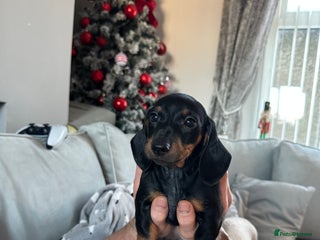 Dachshund dogs Dachshund puppies (2 LEFT) - Advert 20