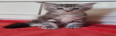 Maine Coon 2