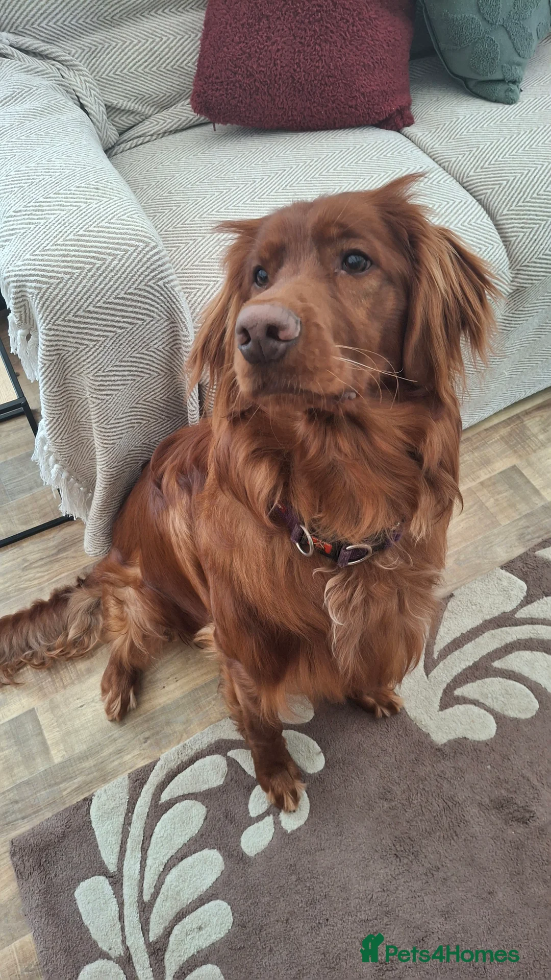Mixed Breed dogs for sale: Irish Setter For sale - Advert 7