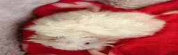 Guinea Pig rodents for sale: LOVELY BABY GUINEA PIGS - Advert 3