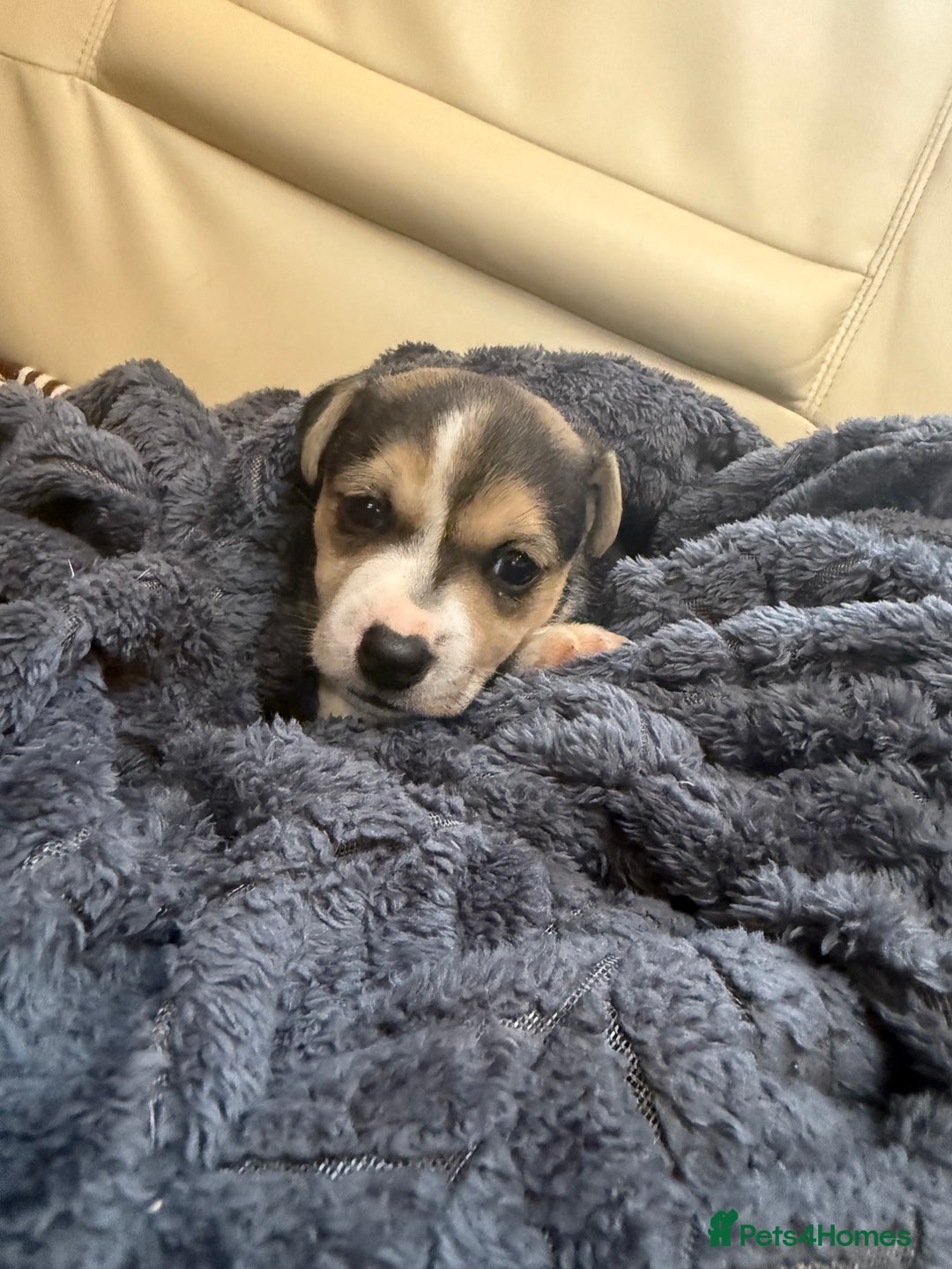 Jack Russell dogs for sale: Miniature jack Russell’s  - Advert 13