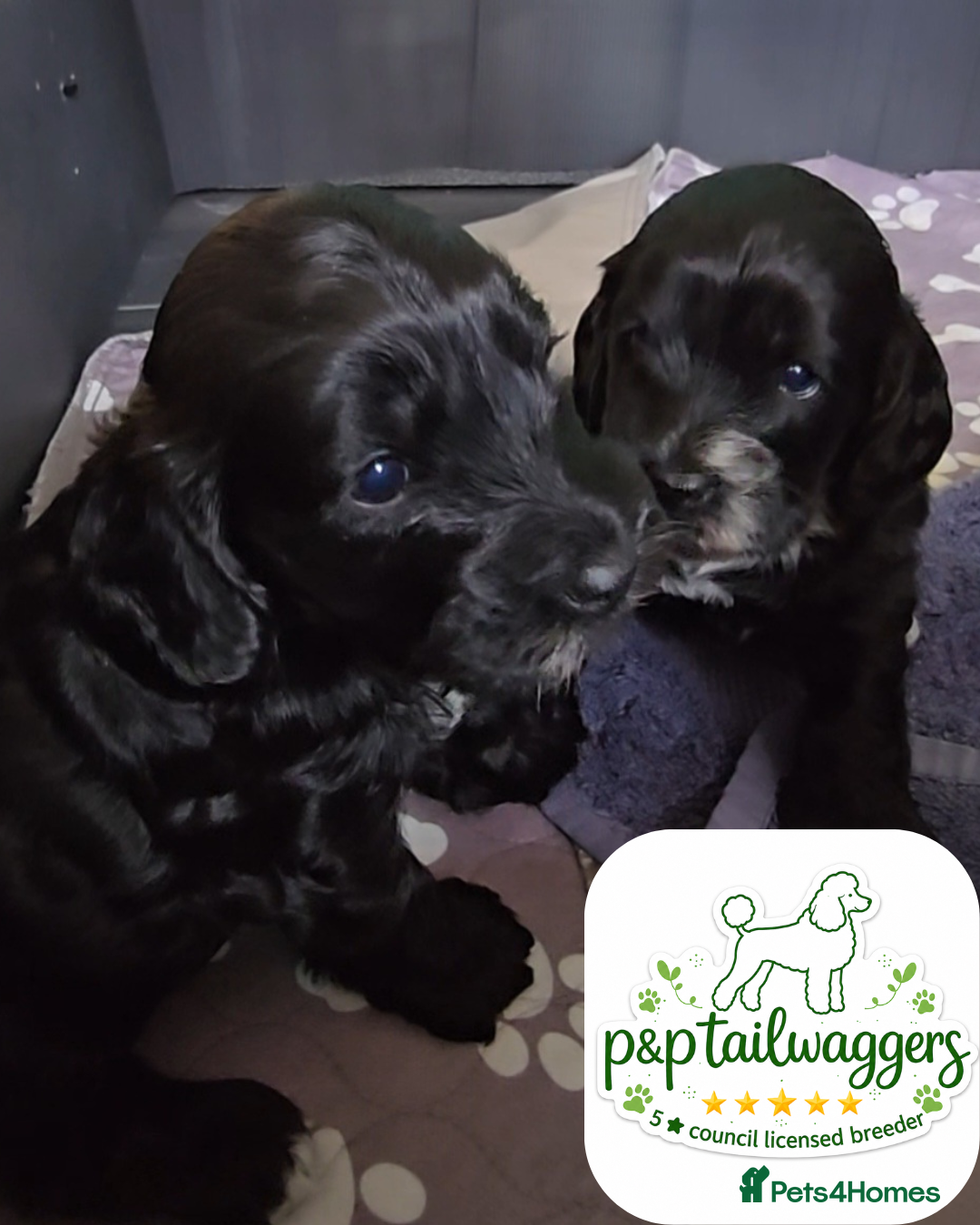 Cockapoo dogs F1 show type Cockapoo 5⭐️council licensed  - Advert 12