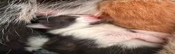Mixed Breed cats for sale: 6 Kittens - Advert 4
