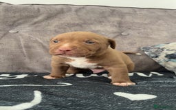 Mixed Breed dogs for sale: Both ready to leave now!   - Image 17