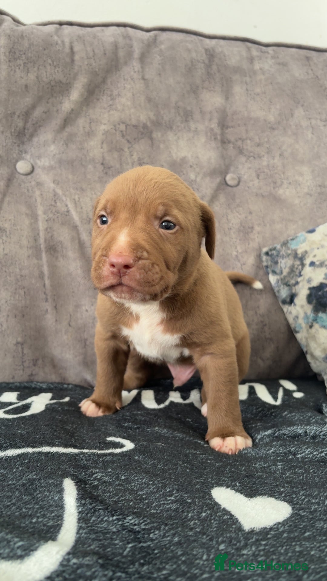 Mixed Breed dogs for sale: Both ready to leave now!   - Image 17