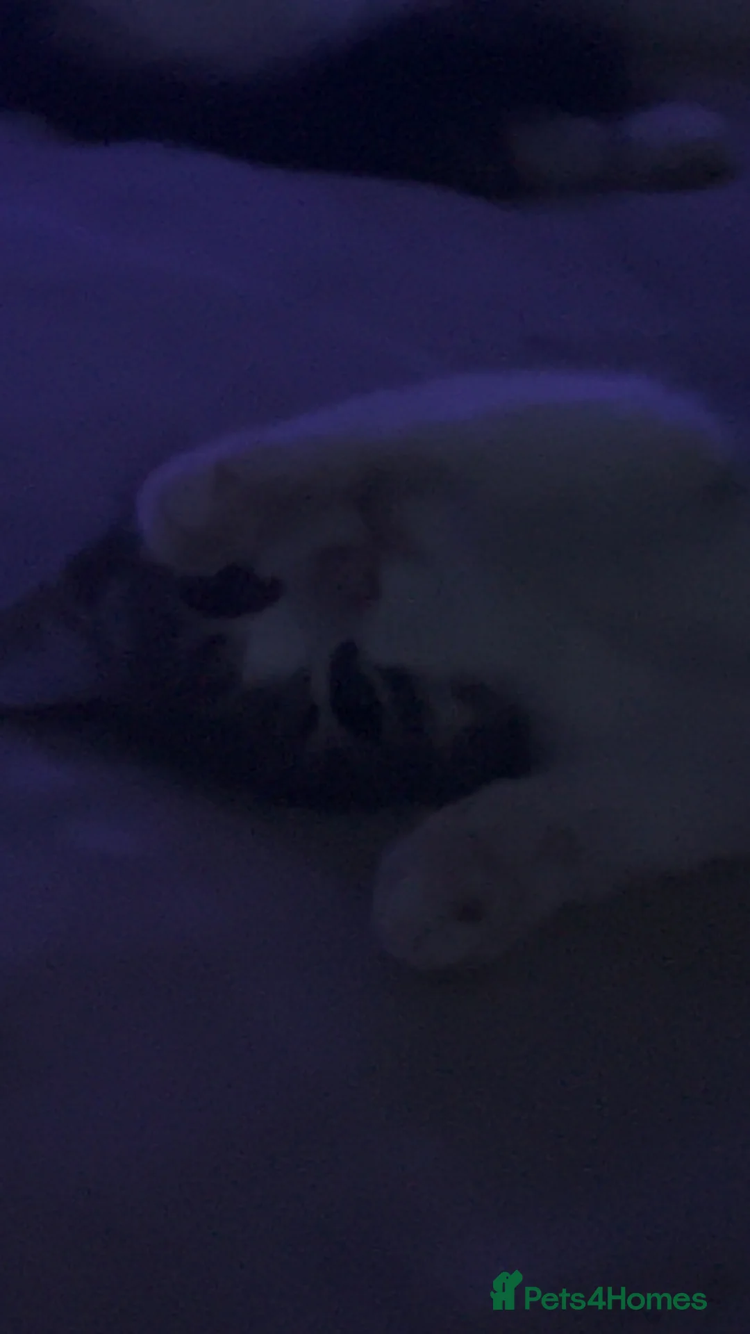 Mixed Breed cats for sale: 2 4 month old kittens female kittens  - Advert 2