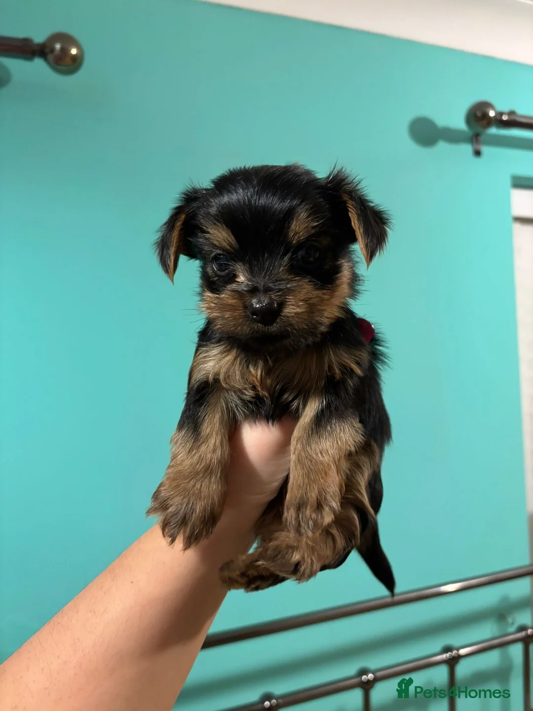 Yorkshire Terrier dogs for sale: 4 Stunning Miniature Yorkshire terriers for sale  - Advert 28