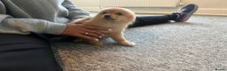 Mixed Breed dogs for sale: The cutest Pups: German & Japanese Pomeranian - Advert 11