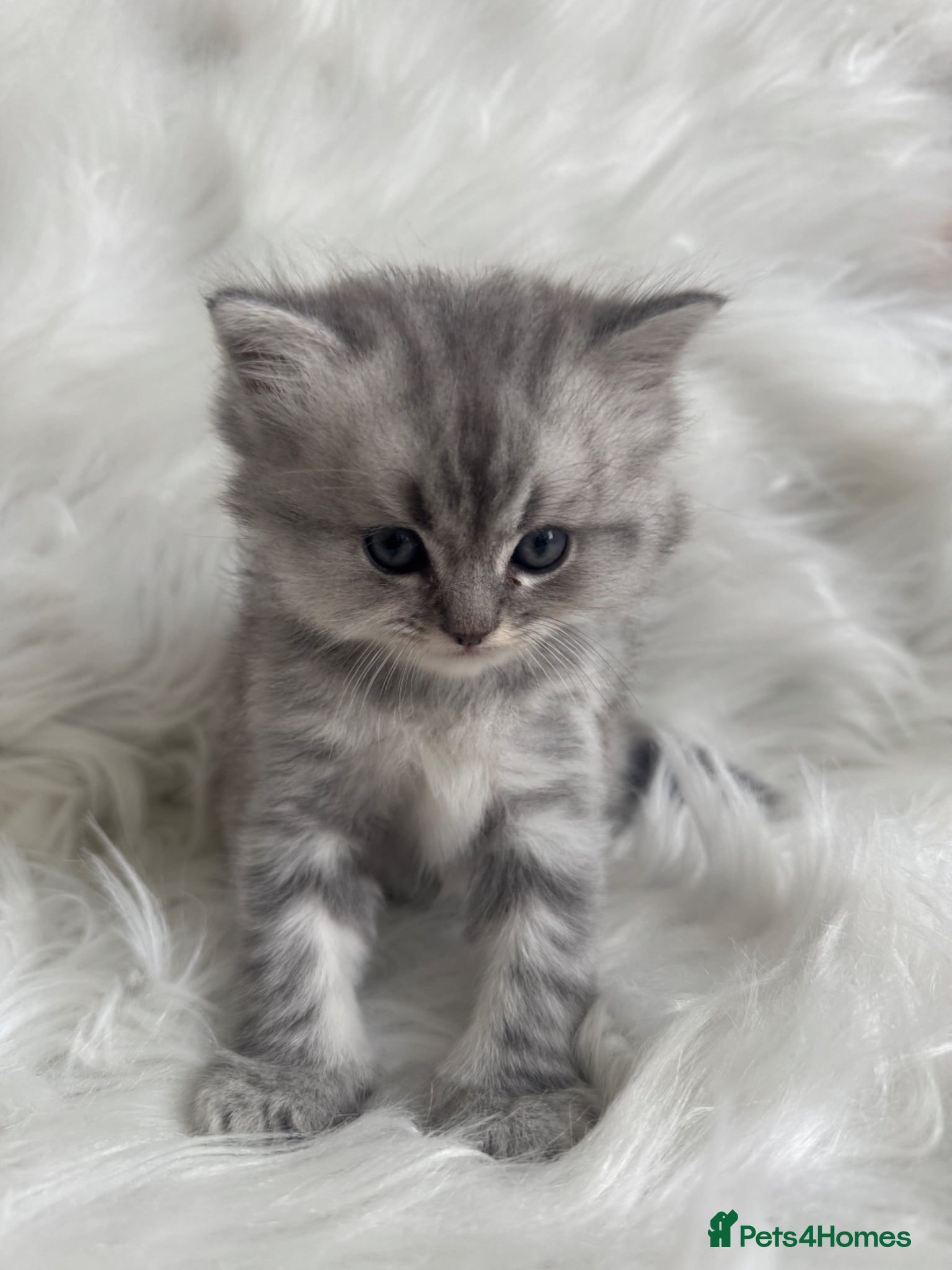 Ragdoll cats Long haired Lynx Grey Ragdoll/Persian Kittens - Advert 1