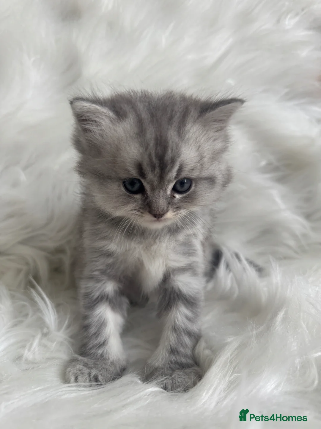 Ragdoll cats for sale: Long haired Lynx Grey Ragdoll/Persian Kittens - Advert 1