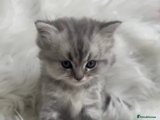 Ragdoll cats Long haired Lynx Grey Ragdoll/Persian Kittens - Advert 1