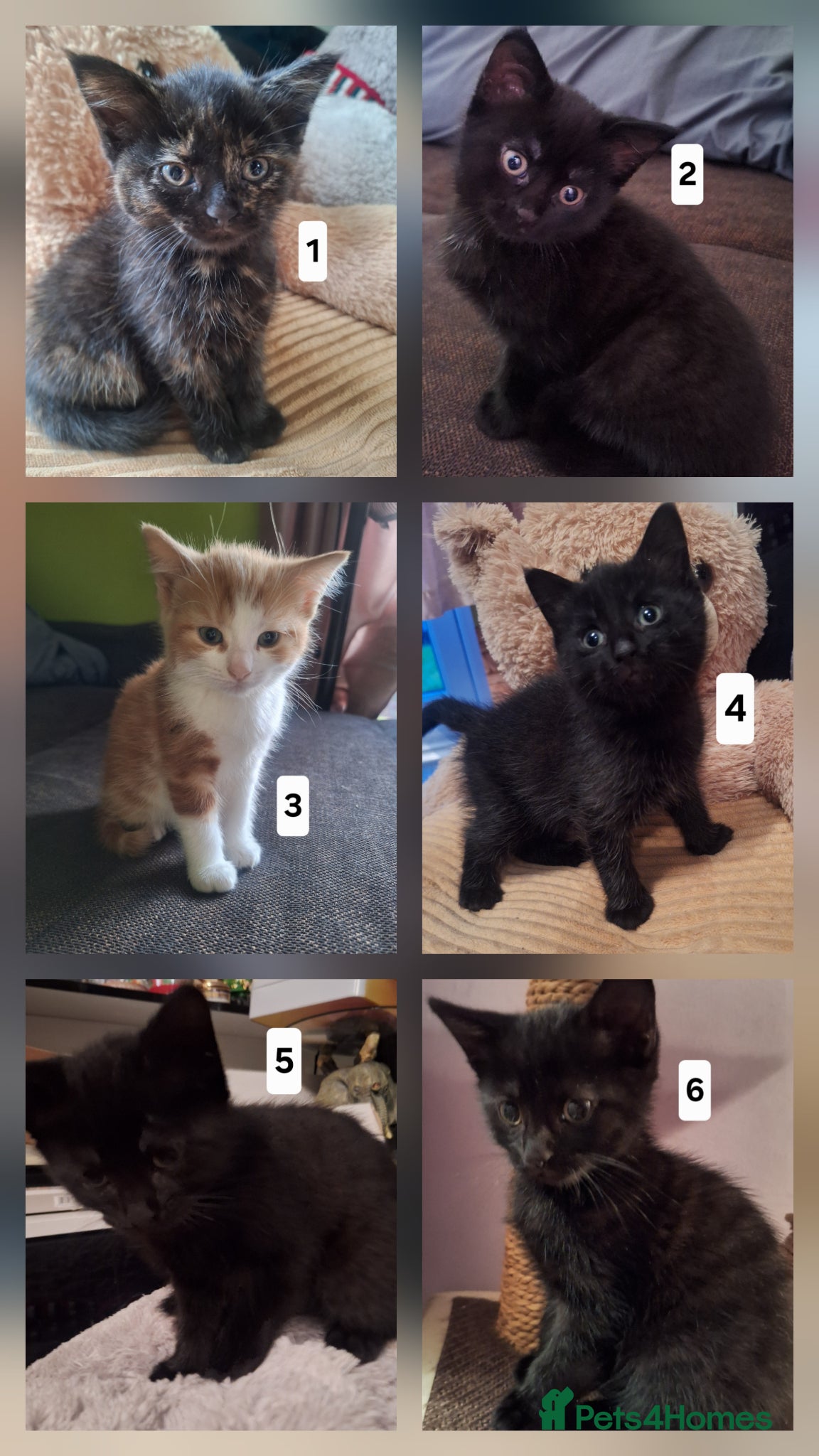 Mixed Breed cats Very nice kittens:3 boys and 3 girls - Advert 2