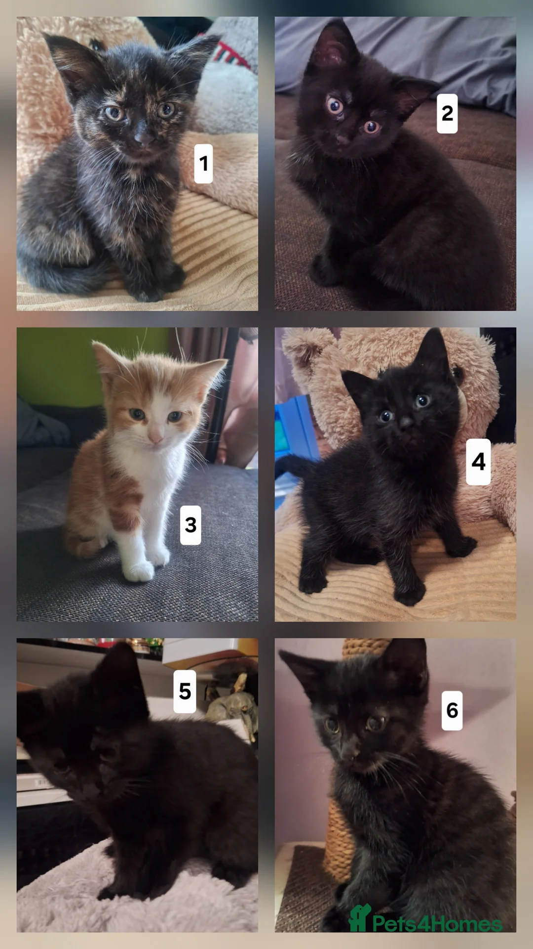 Mixed Breed cats for sale: Very nice kittens:3 boys and 3 girls - Advert 1