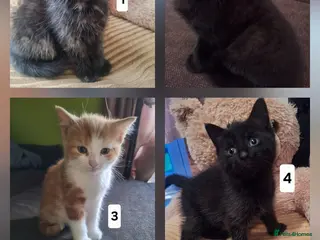 Mixed Breed cats Very nice kittens:3 boys and 3 girls - Advert 10