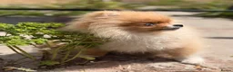 Pomeranian dogs for sale:  Super Tiny Orange Sable Boy - Advert 13