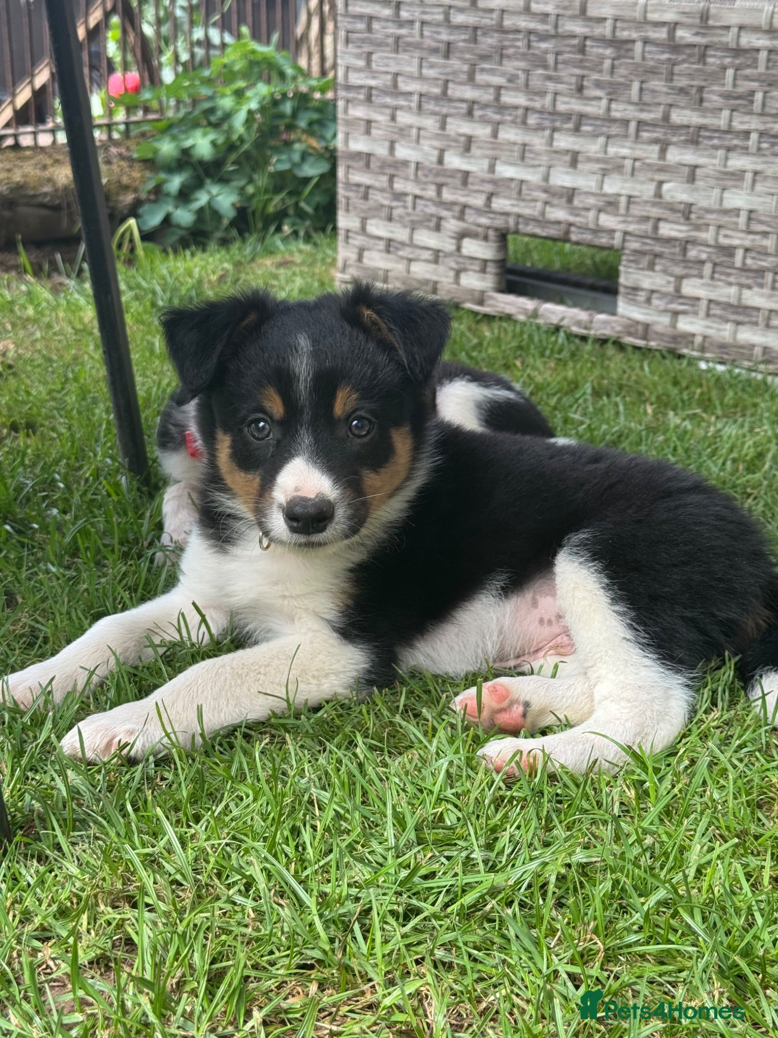 Border Collie dogs Border collie pups ready to leave 3rd july - Advert 11