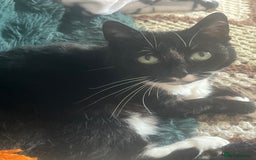 British Shorthair cats for sale: Darcie the tuxedo cat.  - Image 8