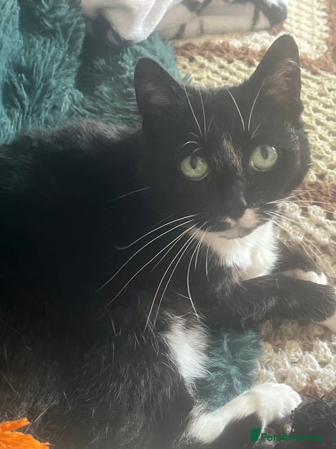 British Shorthair cats for sale: Darcie the tuxedo cat.  - Image 8