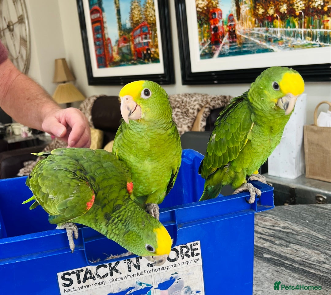Parrots birds for sale: STUNNING BABY DOUBLE YELLOW HEADED AMAZONS - Image 2