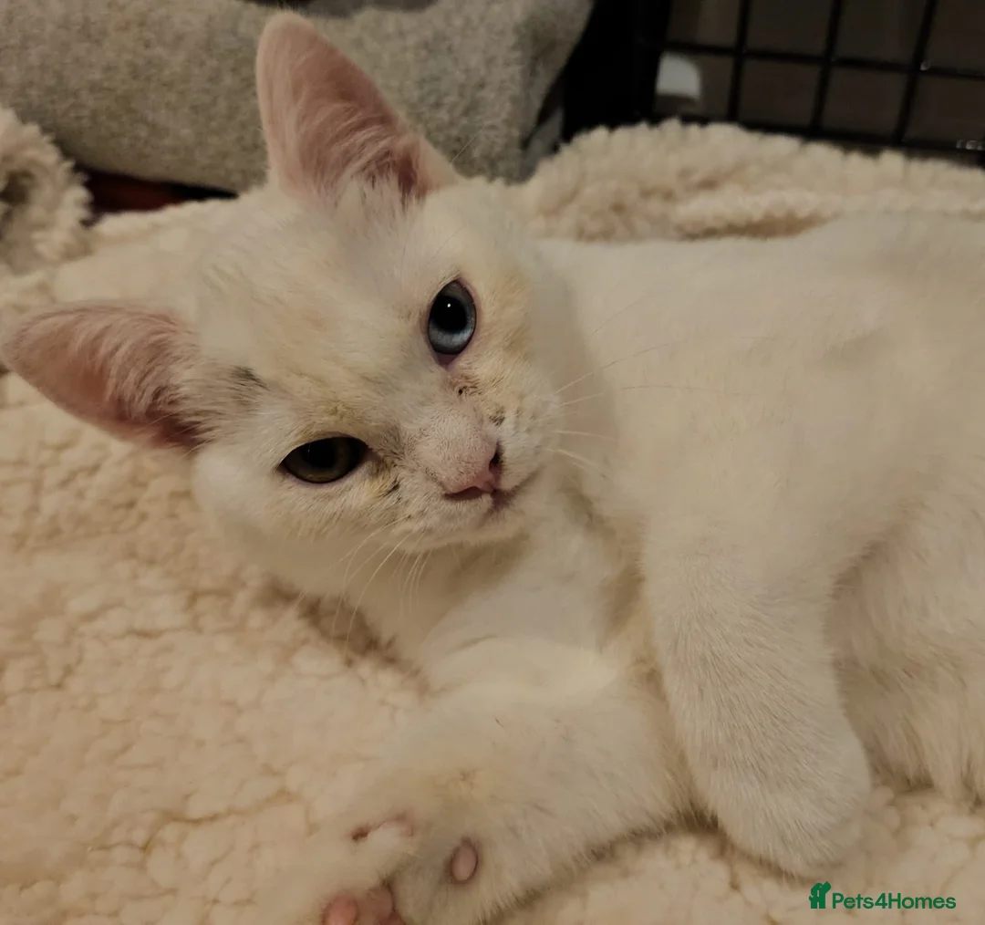 Mixed Breed cats for adoption: Special Nova needs a special indoor home - Advert 25