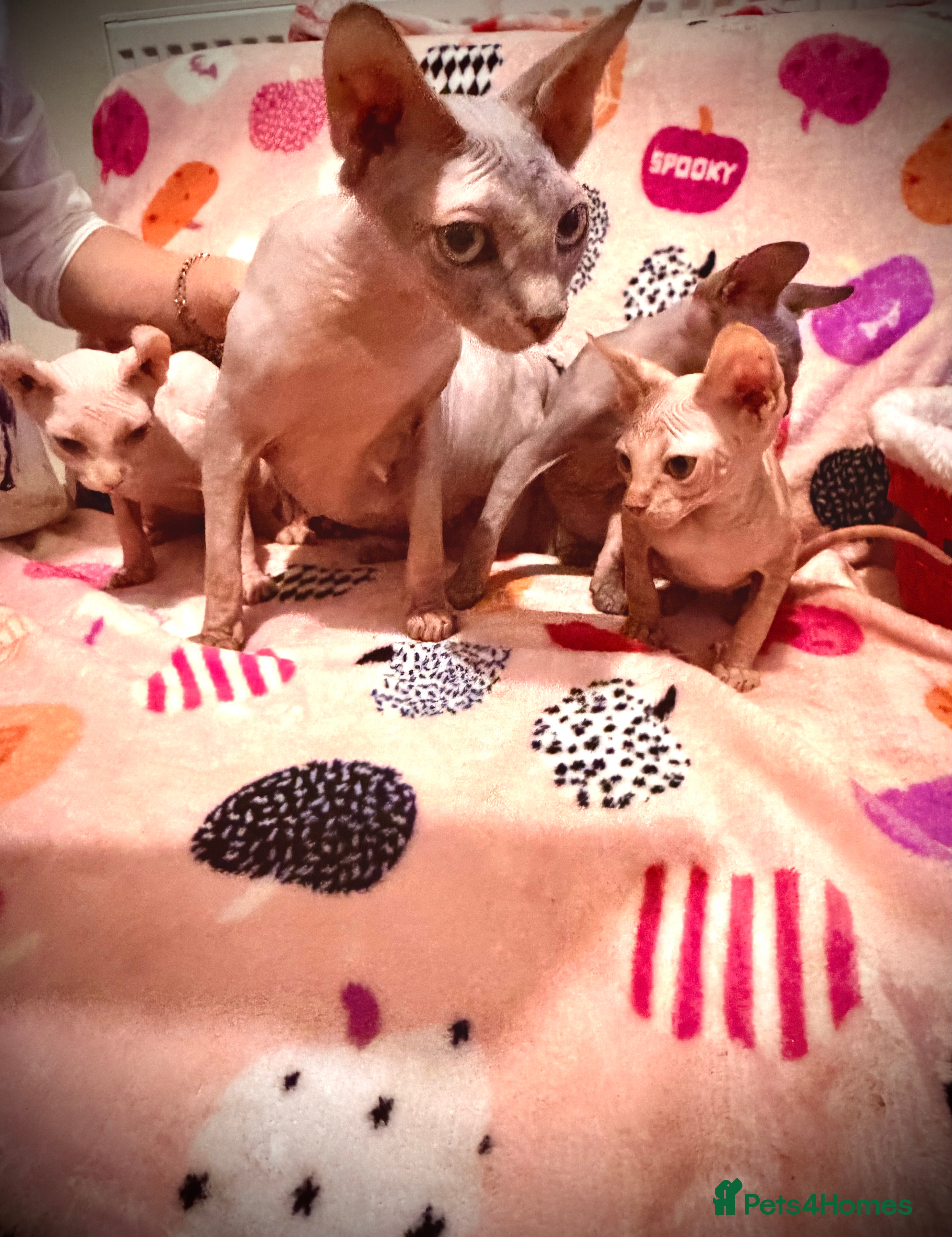 Sphynx cats  ** ✨ Exquisite Sphynx Kittens  **  - Advert 1