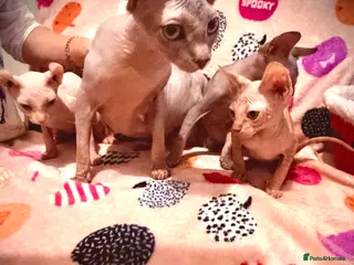 Sphynx cats ** ✨ Exquisite Sphynx Kittens ** - Advert 3