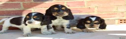 Cocker Spaniel dogs for sale: Quality Show type cocker spaniel puppies  - Advert 7