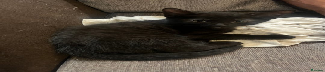 British Shorthair Kitten 2