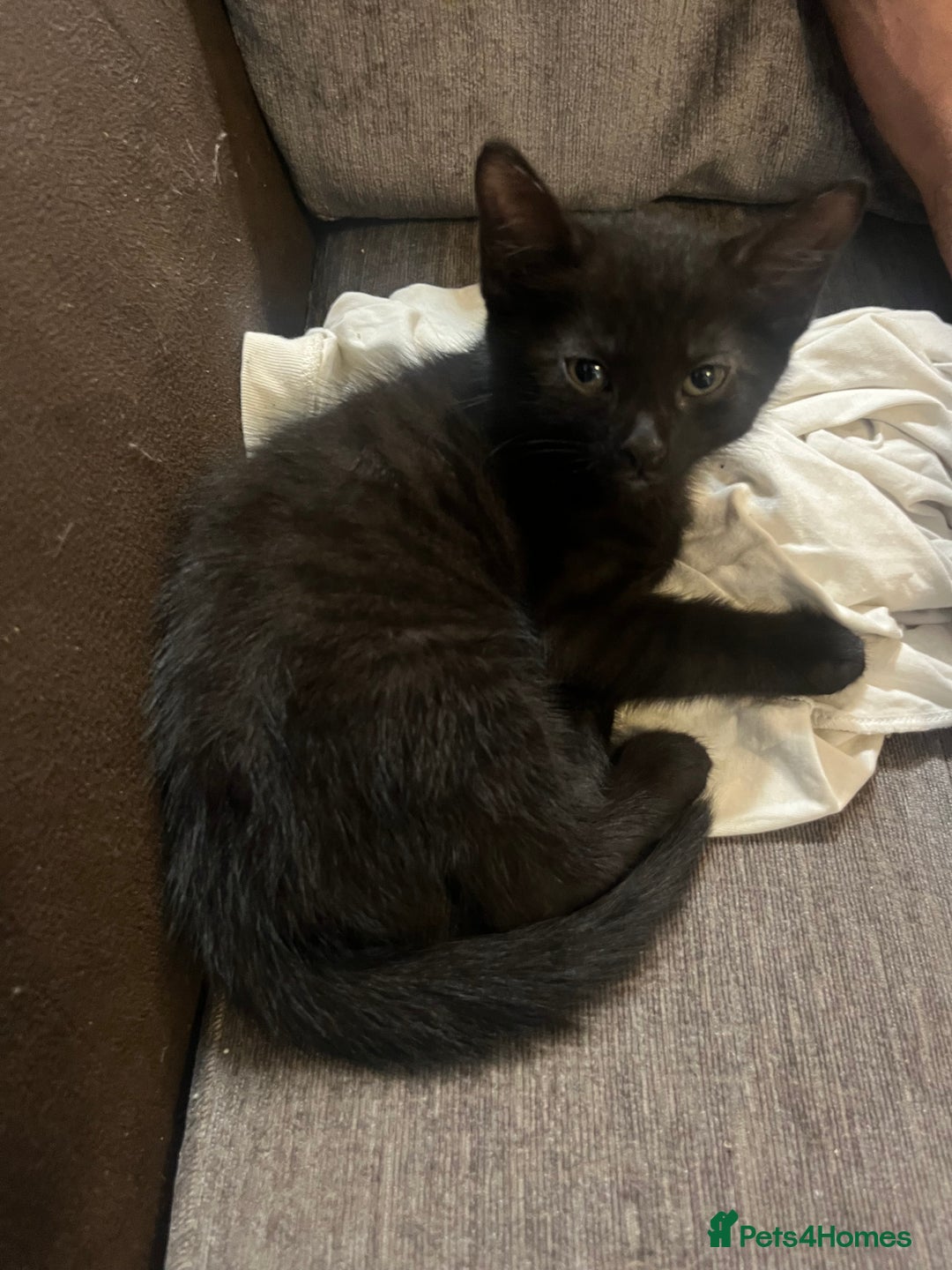 Mixed Breed cats for sale: Short hair and long hair kittens  - Image 3