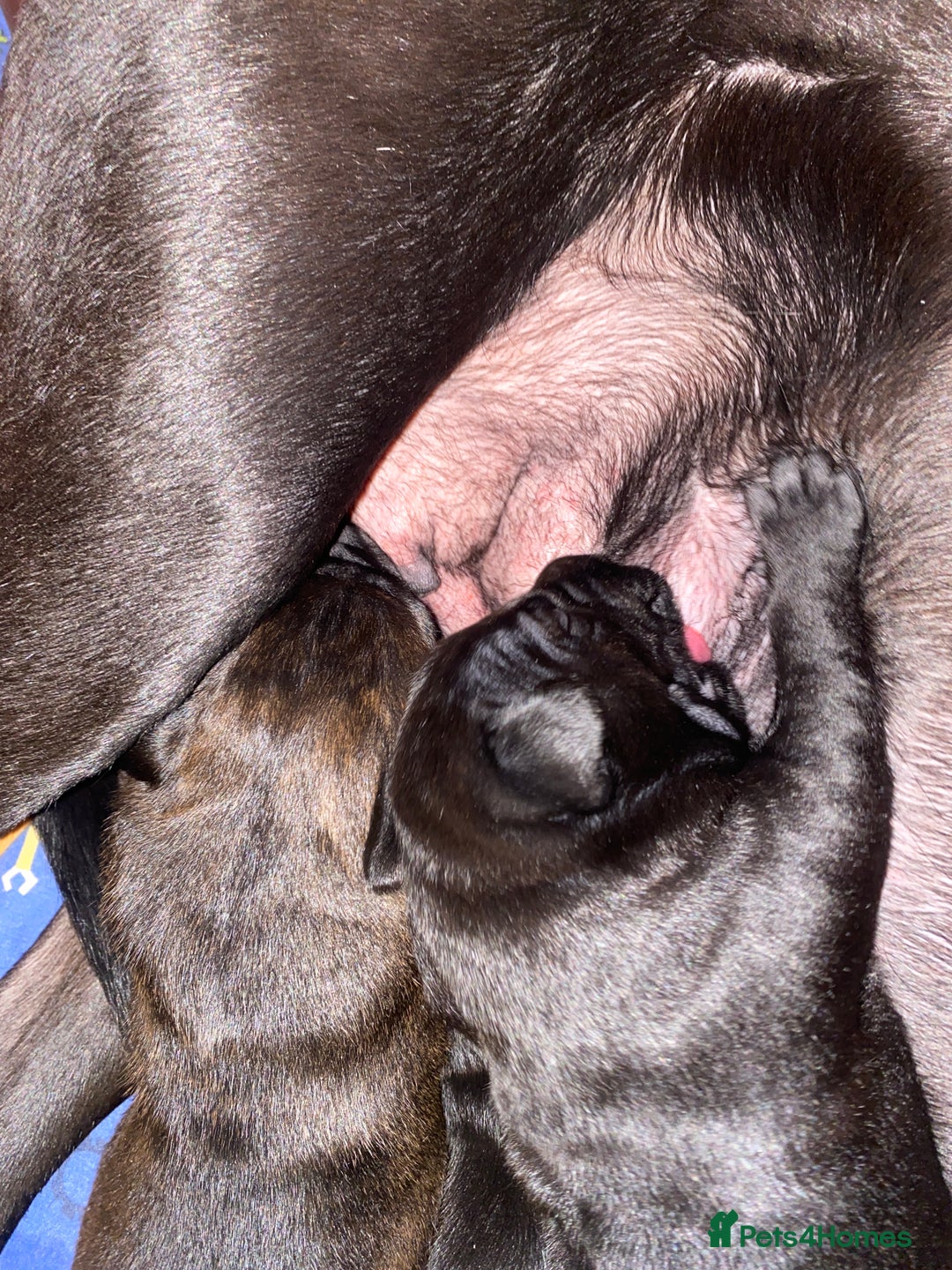 Mixed Breed dogs for sale: Belgian malanious mixed canecorso  - Advert 8