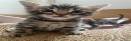 Bengal cats for sale:  Stunning Bengal kittens - Advert 16